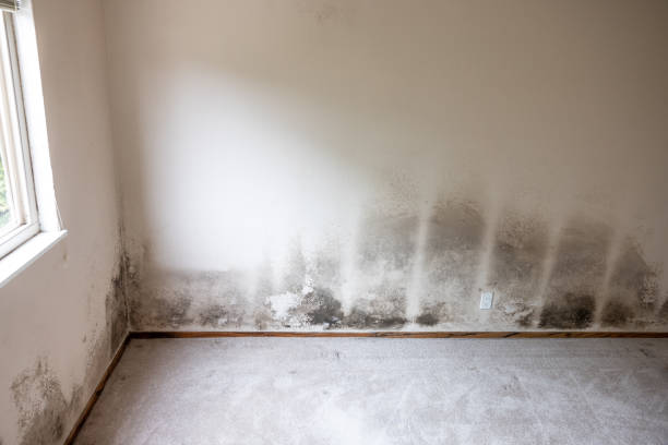 Best Residential Mold Inspection & Testing  in Canby, OR