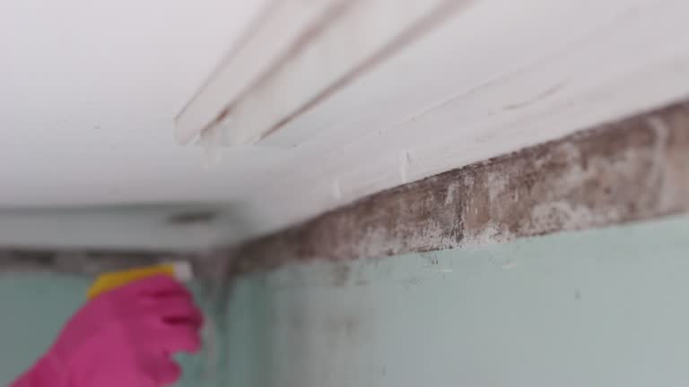 Best Asbestos and Lead Testing During Mold Inspection  in Canby, OR